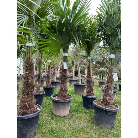 Trachycarpus fortunei kínai kender pálma 50/60cm törzs